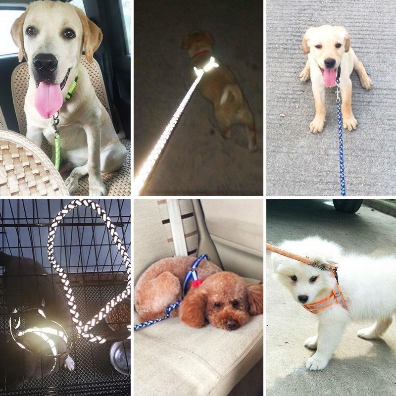 Pet dog leash - MSSempire